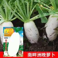 批發(fā)菜園蔬菜種子母株南畔洲晚蘿卜25克盆栽陽(yáng)臺(tái)院子菜籽廠家直銷(xiāo)