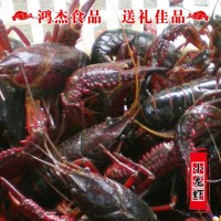 興化農(nóng)家 養(yǎng)殖清水小龍蝦鮮活批發(fā) 4/5/6錢(qián)白鰓肉質(zhì)飽滿(mǎn)干凈