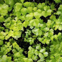 廠家批發(fā)滄青農(nóng)場(chǎng)品牌優(yōu)質(zhì)蔬菜種子籽大棚種菜庭院陽臺(tái)四季種植