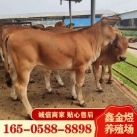 黃牛肉牛犢改良 肉牛價(jià)格怎么樣 養(yǎng)殖批發(fā)牛苗 肉?；钆? onmouseover=