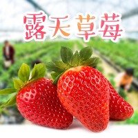 大涼山露天草莓新鮮水果 好吃有營養(yǎng)自家果園鮮香 新鮮采摘