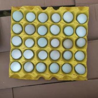 精品小綠殼蛋，凈重30-35斤，日撿日發(fā)