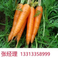 秦皇島胡蘿卜丁食堂配送 廠家批發采購 綠色健康實惠 豐禾