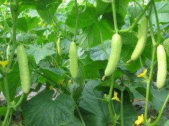 澆好水，種出水靈靈的黃瓜