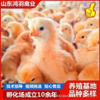 純種大紅公雞出殼苗有貨　哪里的小雞苗好養(yǎng)活　雞苗怎么育雛